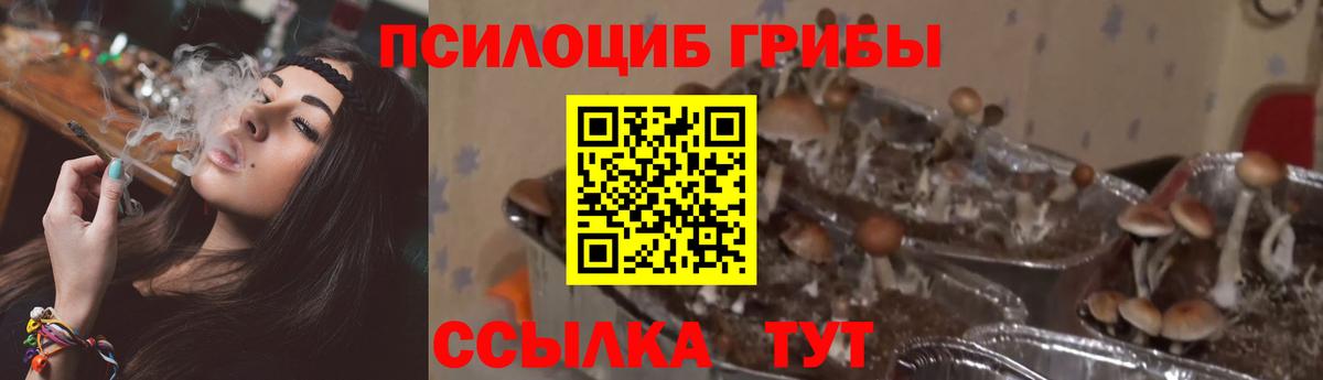 Владикавказ  Псилоцибиновые грибы прущие грибы  Вход с VPN 
